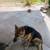 Adult german Shepard ( diesal ) 2 thumbnail