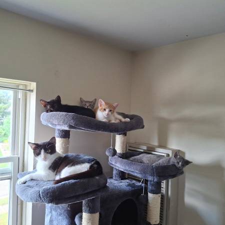 9 week old kittens (Clintonville/ N. Columbus)63149019574147121