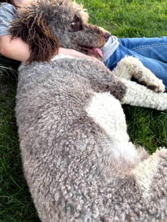 2 1/2 year old poodle (Bellevue)64697831428995122