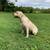 Rehoming 3 yr old male Labrador 3 thumbnail