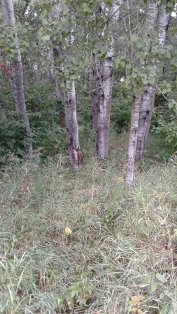 2.8 acre pristine homesite 1