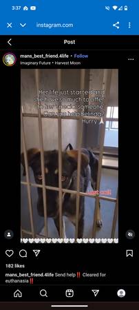 Sweet and Gentle German Shepherd (Carmichael)63881394857603122