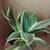 Birdnest Sansevieria House Plant #2 2 thumbnail