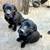 Cane Corso puppies black 7 thumbnail