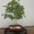 Beautiful Bonsai Tree 4 thumbnail