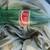 JAPANESE COKE BOTTLE VINTAGE 1 thumbnail