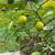 Beautiful mature Meyer Lemon 12 thumbnail