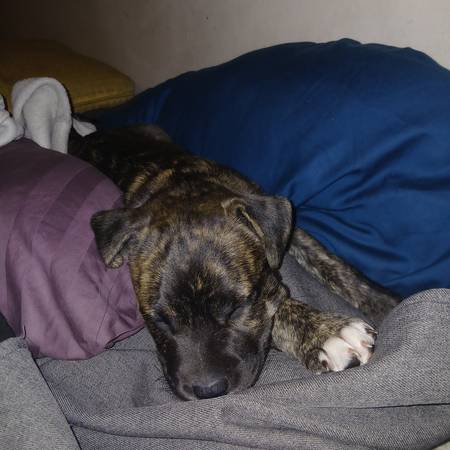 Cachorro macho Brindle Pitbull (Capital Hill)63869711594755120