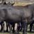 Brangus & Brangus Cross Replacement Heifers 4 thumbnail