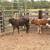 Calf 3 thumbnail