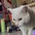 White cat with heterochromia 4 thumbnail