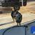 Ranch animals 4 thumbnail