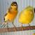 Canaries / canarios 10 thumbnail