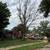 Gonzalez tree service landscaping now affordable tree removal land  la 6 thumbnail