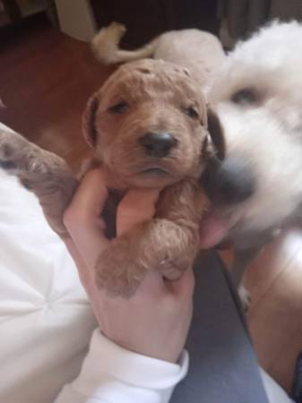 Goldendoodle puppies 1