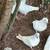 For sale mixed healthy pigeons $10 each 2 thumbnail