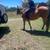 Horse -mare 2 thumbnail