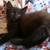 One Female Calico One Black Male Kitten 6 thumbnail