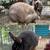 Satin Rabbit- Breeding Pairs 1 thumbnail