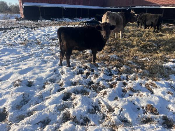 Half swiss half dexter heifer 1