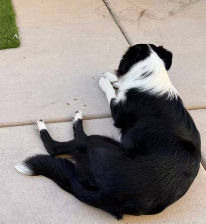 Border Collie Macho (Las Vegas)63860184570115121