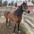 Bay gelding 1 thumbnail