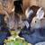 Meat Rabbits 2 thumbnail