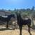 Potrillos Friesian 4 thumbnail