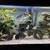 Polar Blue Parrot Saulosi electric yellow blue kenyi cichlids hornwort 1 thumbnail