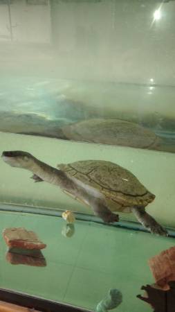 Australia Long Snaked Neck Turtle 1