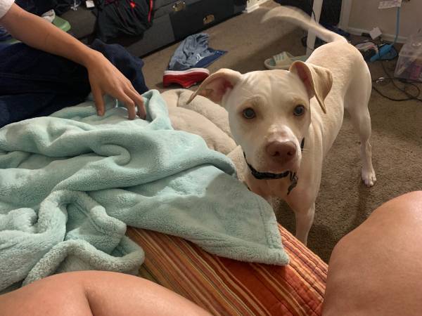 Rehoming Two puppies 9weeks old (El cajon)63955993600899123
