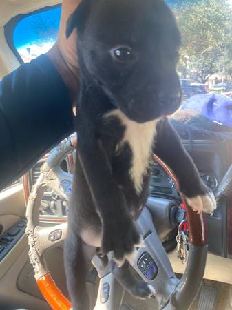 Bully xl/presa canario (Houston)63906835225987120