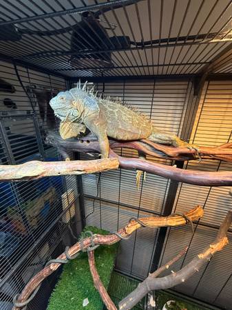 Iguana needs new home 1