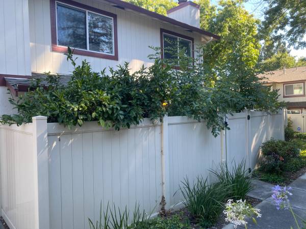 $3,200 / 2br - 1113ft2 - Home for rent (san jose north)63938629891842120
