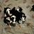 Pointer/Border Collie Puppies- Ready To Go! 4 thumbnail