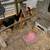 Four Marans Hens 4 thumbnail