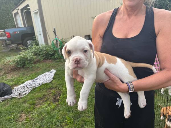 Bullies (Lewiston)63697509215489124