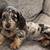 GentleDachshundPuppys 3 thumbnail