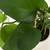 Indoor plant Potos 10$ 2 thumbnail