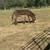 2 year old donkey 2 thumbnail