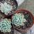 SUCCULENTS: Echeveria and other plants for sale: Large Variety $5 each 15 thumbnail