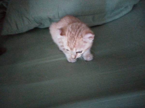 9 week female ,great markings (San Marcos,Twin Oaks Valley)63841744863873121