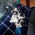 Black and White Kittens 2 thumbnail