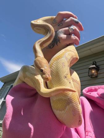 Banana Ball Python 1