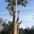 Tree service 2 thumbnail