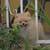 Teddy bear pomeranian 3 thumbnail