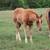 AQHA Horses For Sale 6 thumbnail