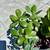 Collection of 4 beautiful varieties of succulents in a gallon pot 3 thumbnail