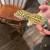 Leopard gecko 2 thumbnail