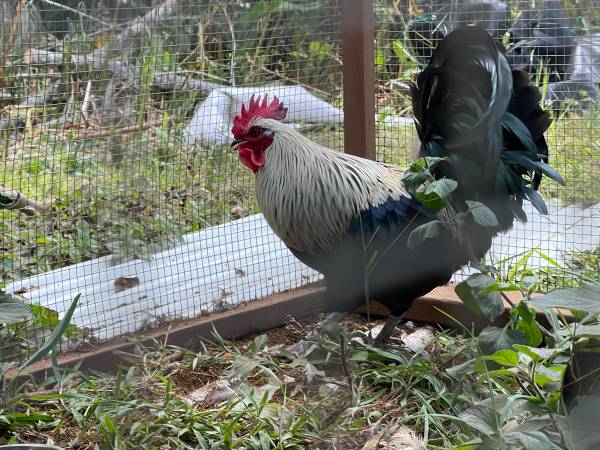 Beautiful white rooster 1